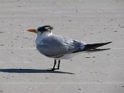 St. Augustine - Jan 2012 093